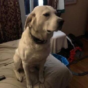 Labrador Retriever Dogs Available for Adoption - Chase | PetCurious