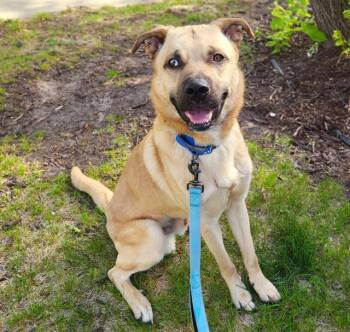 German Shepherd Dog and Pit Bull Terrier Dogs Available for Adoption in Minneapolis, Minnesota - LUKA | PetCurious