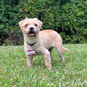 Cardano -  Terrier Dog for Adoption in Wake Forest, North Carolina - Cardano | PetCurious