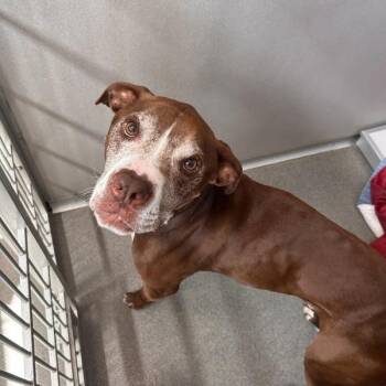 Pit Bull Terrier Dogs Available for Adoption in Des Moines, Iowa - Charlie | PetCurious