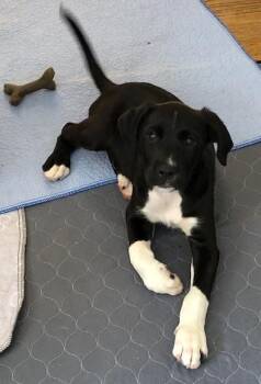 Labrador Retriever Dogs Available for Adoption in Kansas City, Missouri - Geo | PetCurious