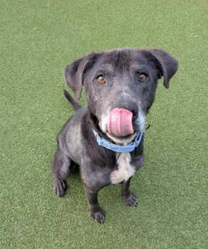 Dooby -  Labrador Retriever and Mixed Breed Dog for Adoption in Bellevue, Washington - Dooby | PetCurious