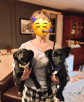 Chiweenie Dogs Available for Adoption - Chi Chi And Benny **Bonded Pair** | PetCurious