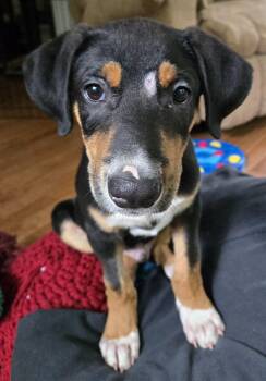 Jeffery -  Labrador Retriever Dog for Adoption in Sanford, North Carolina - Jeffery | PetCurious