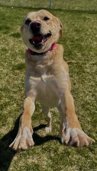 Mixed Breed Dogs Available for Adoption in Missoula, Montana - Szeth | PetCurious
