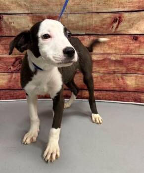 AC-5359 "Will" -  Pit Bull Terrier Dog for Adoption in Conyers, Georgia - AC-5359 "Will" | PetCurious