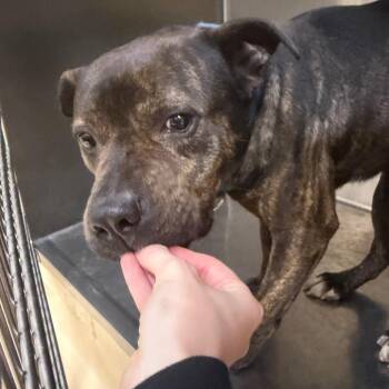 Mixed Breed Dogs Available for Adoption in Winston-salem, North Carolina - Tupac | PetCurious