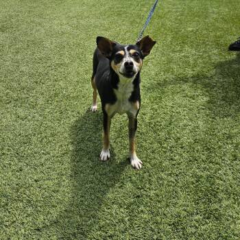 LUCY 2081 -  Chihuahua and Mixed Breed Dog for Adoption in Loxahatchee Groves, Florida - LUCY 2081 | PetCurious