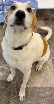 Rescue Labrador Retriever and Foxhound Dogs for Adoption in Great Bend, Kansas - Betsy | PetCurious