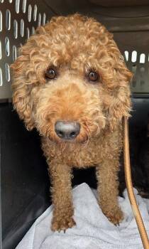 Hazel -  Labrador Retriever and Poodle Dog for Adoption in Malvern, Pennsylvania - Hazel | PetCurious