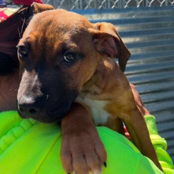 Timothee -  Pit Bull Terrier Dog Available for Adoption in Port Angeles, Washington - Timothee | PetCurious