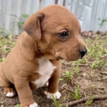 Nancy -  Australian Shepherd and Mixed Breed Dog for Adoption in Wadena, Minnesota - Nancy | PetCurious