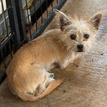 Hubble -  Yorkshire Terrier and Mixed Breed Dog for Adoption in Lake Jackson, Texas - Hubble | PetCurious