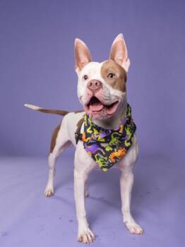 Gru -  Mixed Breed Dog for Adoption in Atlanta, Georgia - Gru | PetCurious