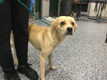 A1933209 -  Beagle and Mixed Breed Dog for Adoption in Thousand Palms, California - A1933209 | PetCurious