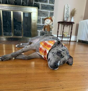 Rescue Mixed Breed Dogs for Adoption in Media, Pennsylvania - Julius | PetCurious