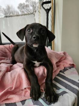 Miniature Pinscher Dogs Available for Adoption - Nina | PetCurious