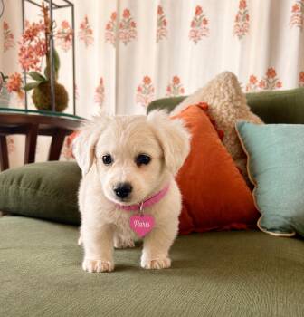 Corgi and Poodle Dogs Available for Adoption in San Diego, California - Paris | PetCurious