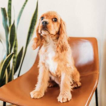 Cocker Spaniel Dogs Available for Adoption - Rocky | PetCurious