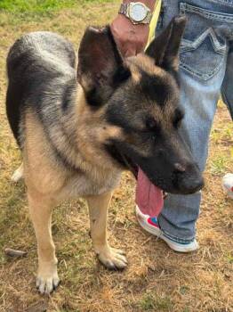 Teacher -  Mixed Breed Dog for Adoption in Chamblee, Georgia - Teacher | PetCurious