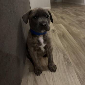 Retriever and Shepherd Dogs Available for Adoption - NY Jamill Avail Feb 14 (Tractor Supply Patterson) | PetCurious