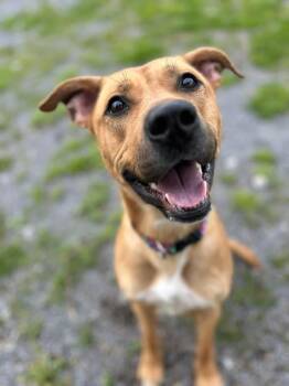 Mixed Breed Dogs Available for Adoption in Howes Cave, New York - Molly May  | PetCurious