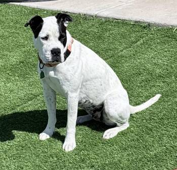Staffordshire Bull Terrier Dogs Available for Adoption - Roxy | PetCurious