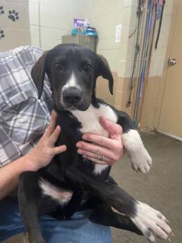 Labrador Retriever Dogs Available for Adoption - Wendell | PetCurious