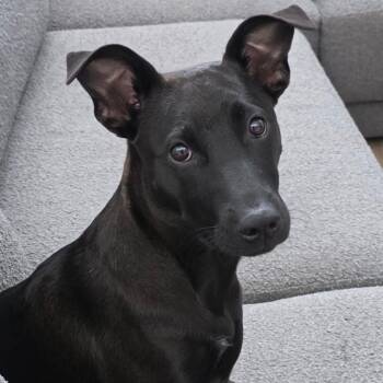 Martha -  Mixed Breed Dog for Adoption in Rincón, Rincón - Martha | PetCurious