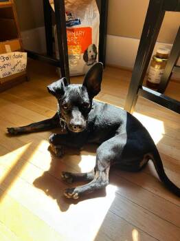 Azriel -  Chihuahua Dog for Adoption in Covington, Washington - Azriel | PetCurious