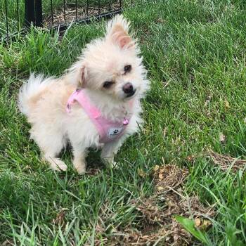 Scruffy -  Mixed Breed Dog for Adoption in Cedar Rapids, Iowa - Scruffy | PetCurious