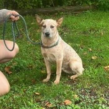 Panda -  Cattle Dog and Mixed Breed Dog for Adoption in Charlottesville, Virginia - Panda | PetCurious