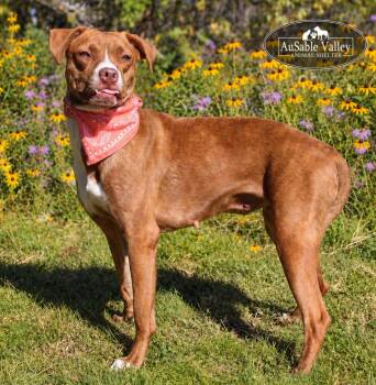 Lotus -  Mixed Breed Dog for Adoption in Grayling, Michigan - Lotus | PetCurious