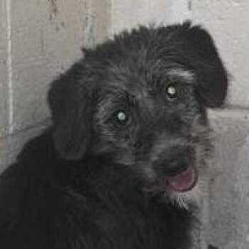 Rescue Corgi and Poodle Dogs for Adoption in Owosso, Michigan - Holly | PetCurious