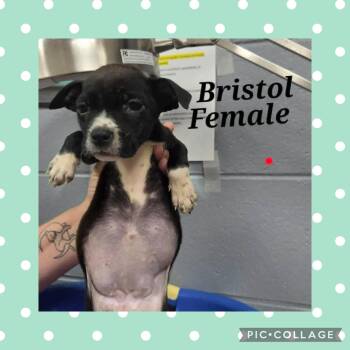 Pit Bull Terrier Dogs Available for Adoption in Ringwood, New Jersey - Bristol | PetCurious