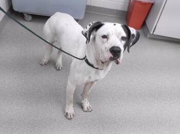 HOGAN -  Mastiff and Mixed Breed Dog for Adoption in Omaha, Nebraska - HOGAN | PetCurious