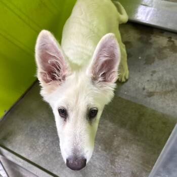 Bea2052 -  Shepherd Dog for Adoption in San Jacinto, California - Bea2052 | PetCurious