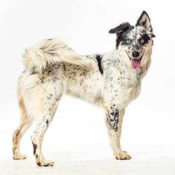 Border Collie Dogs Available for Adoption in Reno, Nevada - Pinta | PetCurious