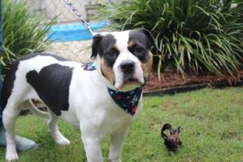 Dallas -  American Bulldog and Mixed Breed Dog for Adoption in Brunswick, Georgia - Dallas | PetCurious