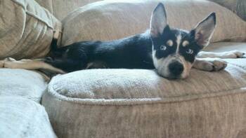 Cyro -  Husky and Cattle Dog Dog for Adoption in Holly Springs, North Carolina - Cyro | PetCurious