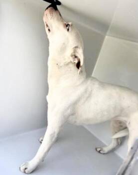 Dogo Argentino and Mixed Breed Dogs Available for Adoption - A654107 | PetCurious