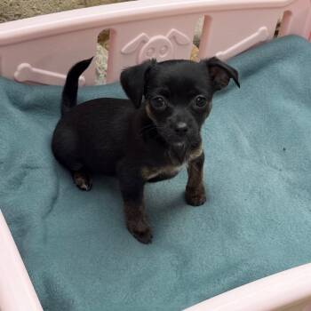 Baby Spice -  Chihuahua and Mixed Breed Dog for Adoption in Las Vegas, Nevada - Baby Spice | PetCurious