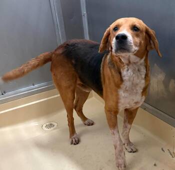 Everett -  Treeing Walker Coonhound Dog for Adoption in Burgaw, North Carolina - Everett | PetCurious