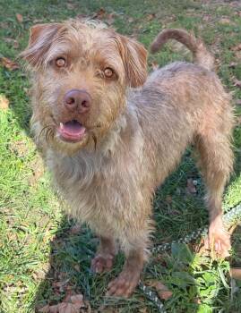 Smith -  Labrador Retriever and Standard Poodle Dog for Adoption in Anderson, Indiana - Smith | PetCurious