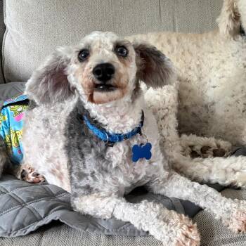 Sam -  Miniature Poodle Dog for Adoption in Sinking Spring, Pennsylvania - Sam | PetCurious