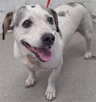 BOWIE -  Beagle Dog for Adoption in San Bernardino, California - BOWIE | PetCurious