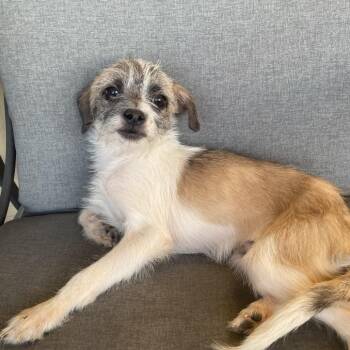 Terrier Dogs Available for Adoption in Tucson, Arizona - Cooper | PetCurious
