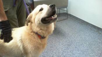TRISTAN -  Great Pyrenees Dog for Adoption in Charlotte, North Carolina - TRISTAN | PetCurious