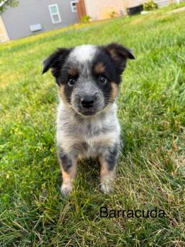 Barracuda -  Australian Cattle Dog Blue Heeler Dog for Adoption in Duluth, Minnesota - Barracuda | PetCurious