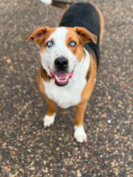 Pit Bull Terrier and Siberian Husky Dogs Available for Adoption in Savage, Minnesota - Shoe Litter - Toms | PetCurious